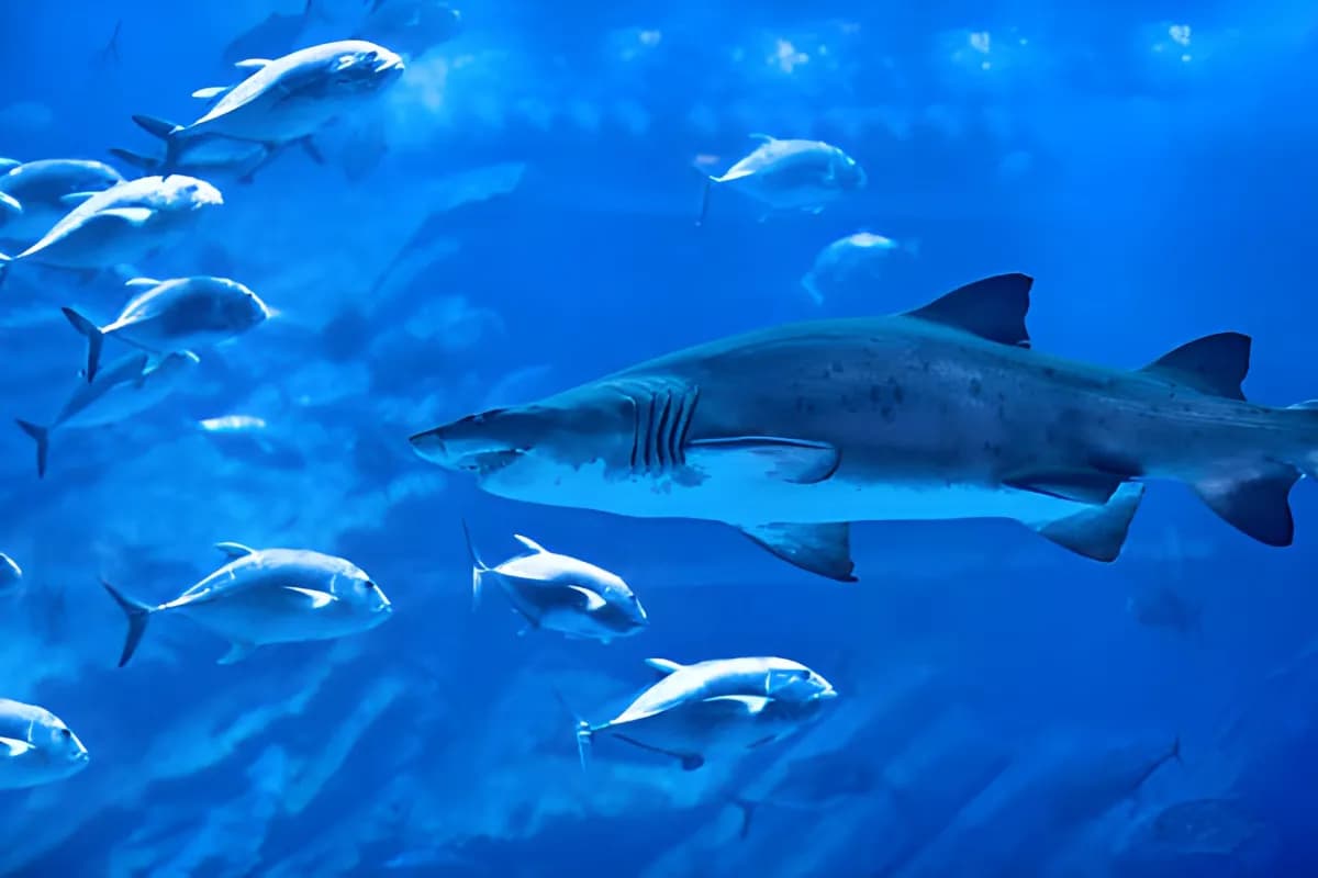 Scuba Diving in Dubai