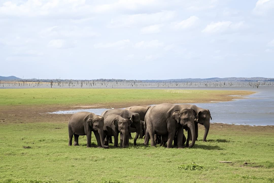 Kaudulla National Park