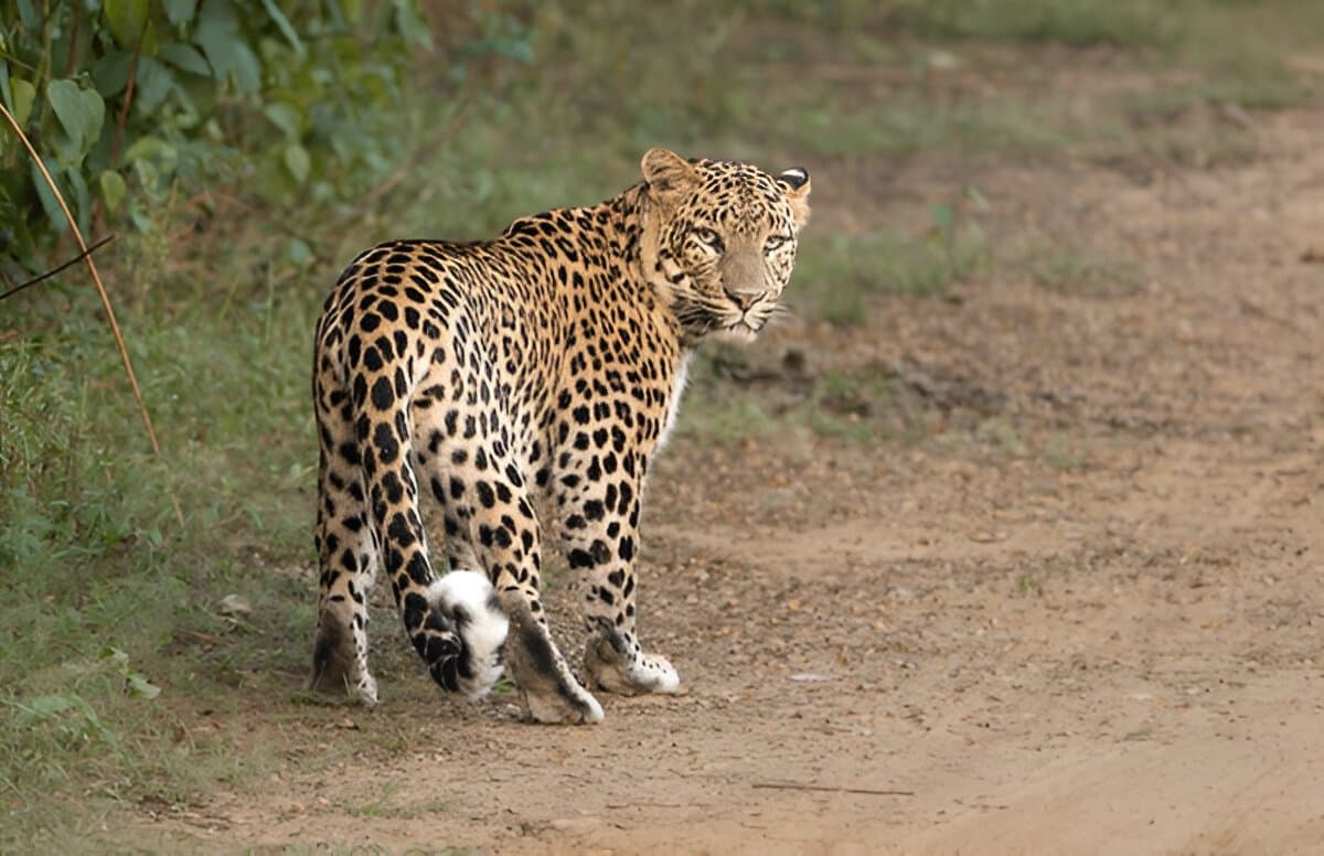 Sariska Tiger Reserve