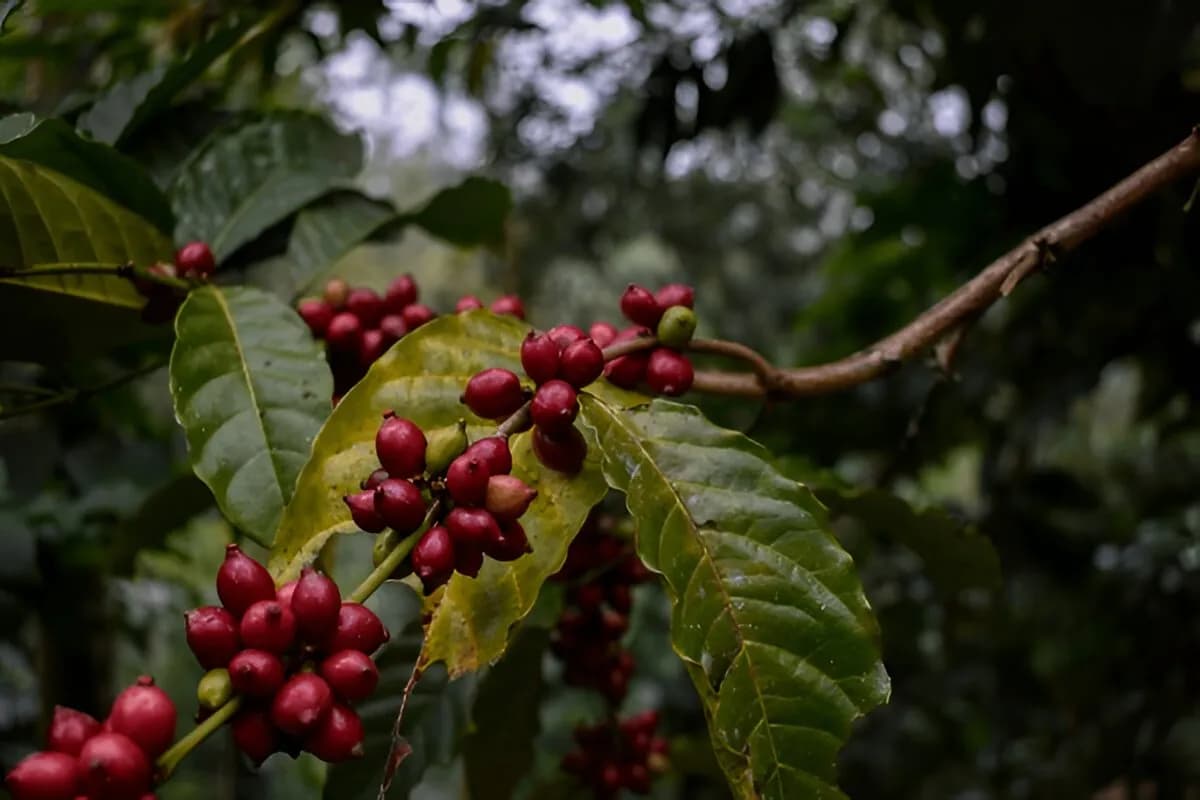 Wayanad Coffee Plantation