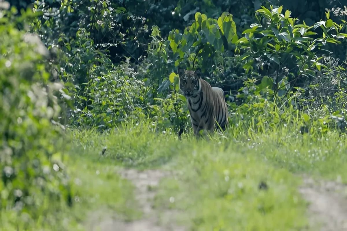 Royal Manas National Park 