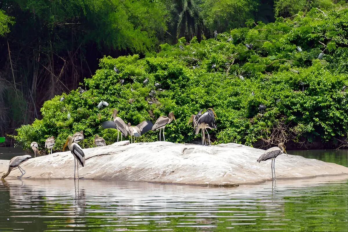 Pitti Bird Sanctuary
