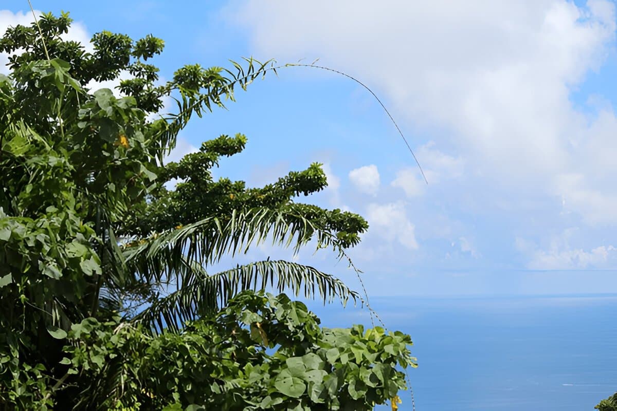 Mount Harriet National Park