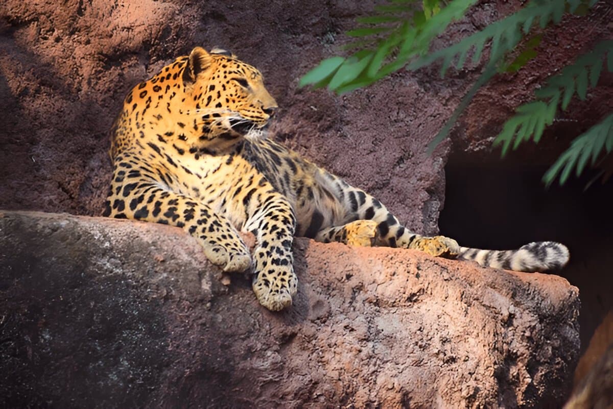 Sri Venkateswara Zoological Park 