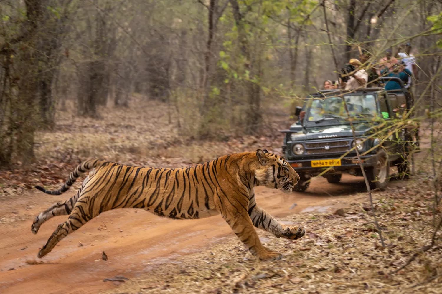 Wildlife Trails of Rajasthan - Ranthambore Park Special