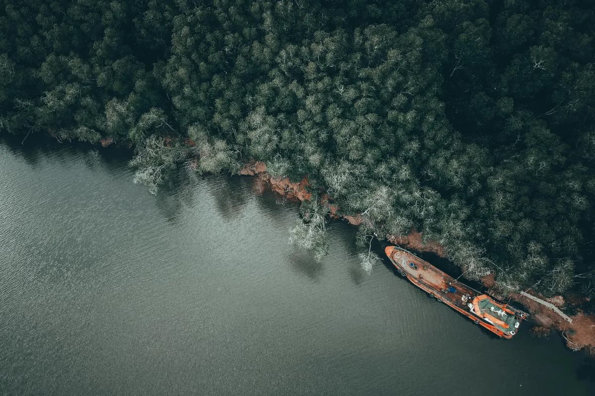 Mangrove Boat Safari