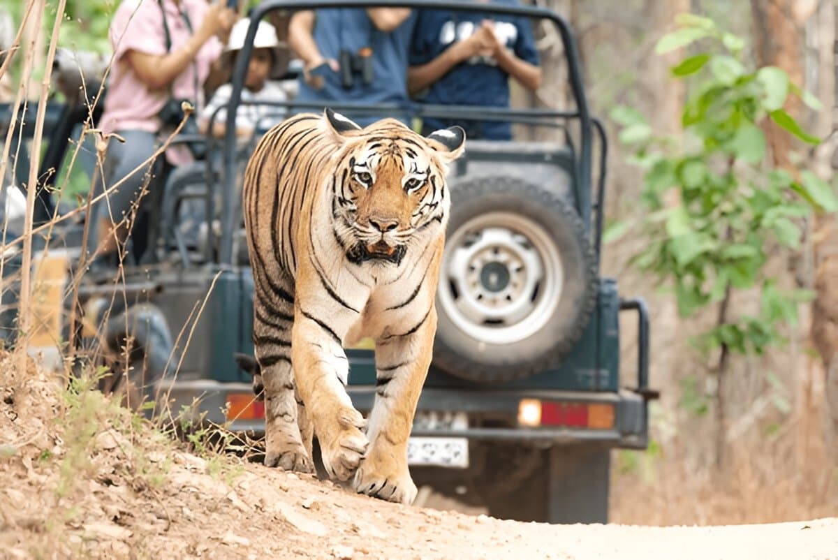 Bandhavgarh National Park