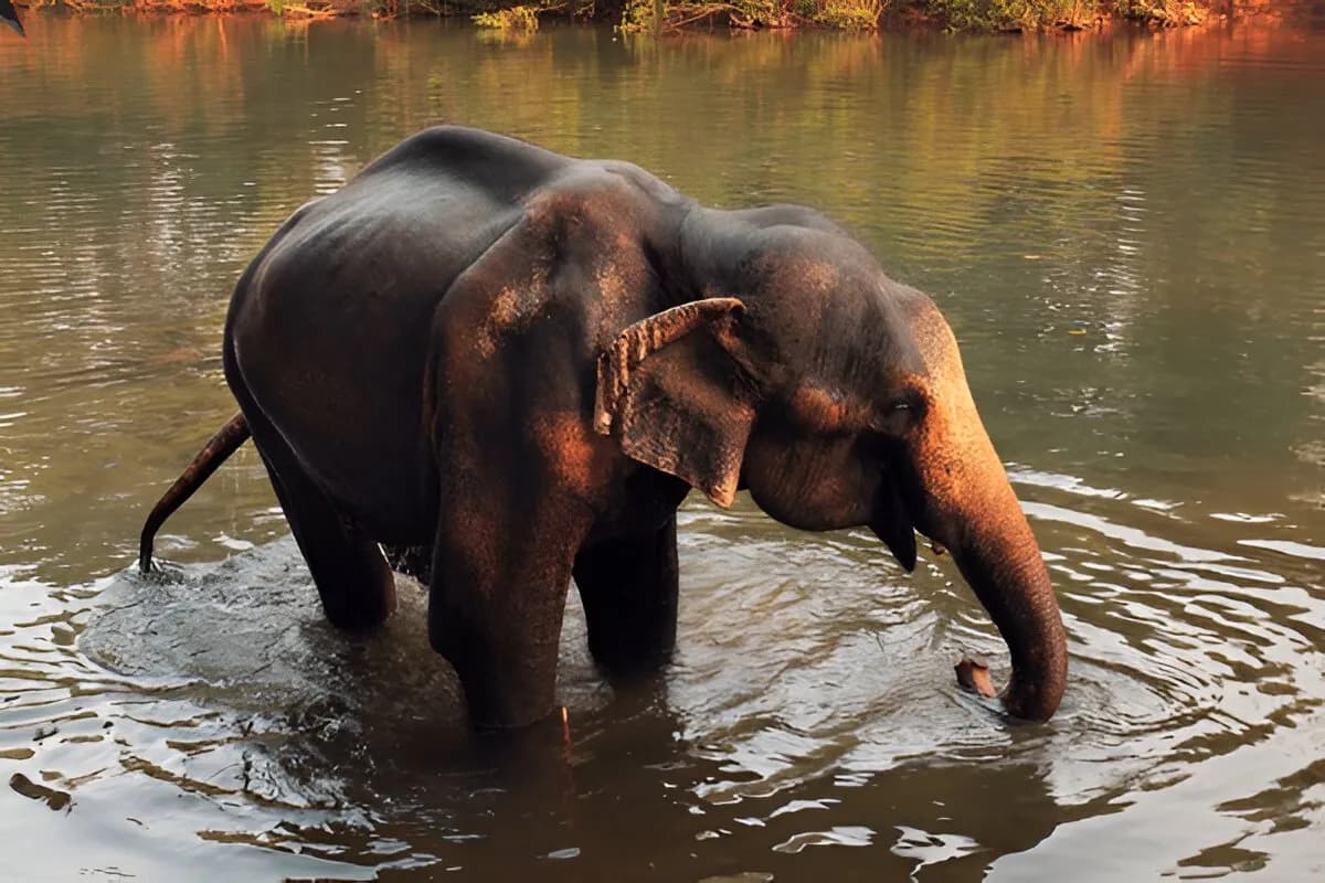 Bhagwan Mahavir Wildlife Sanctuary