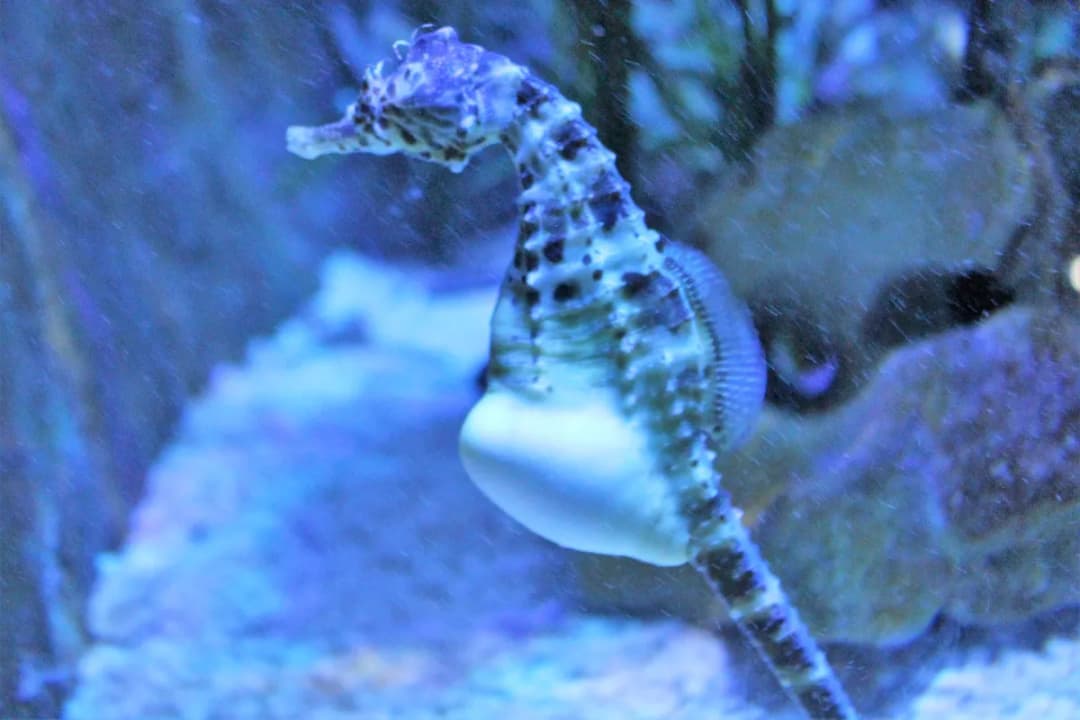 Seahorse Sanctuary