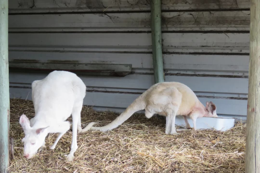 Caversham Wildlife Park