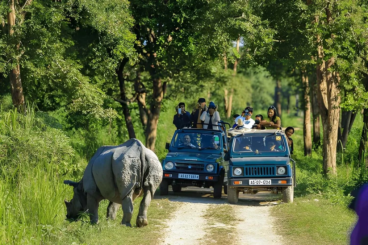 Tourists enjoying Clicking Photo of One Horned Rhino at Kaziranga National Park