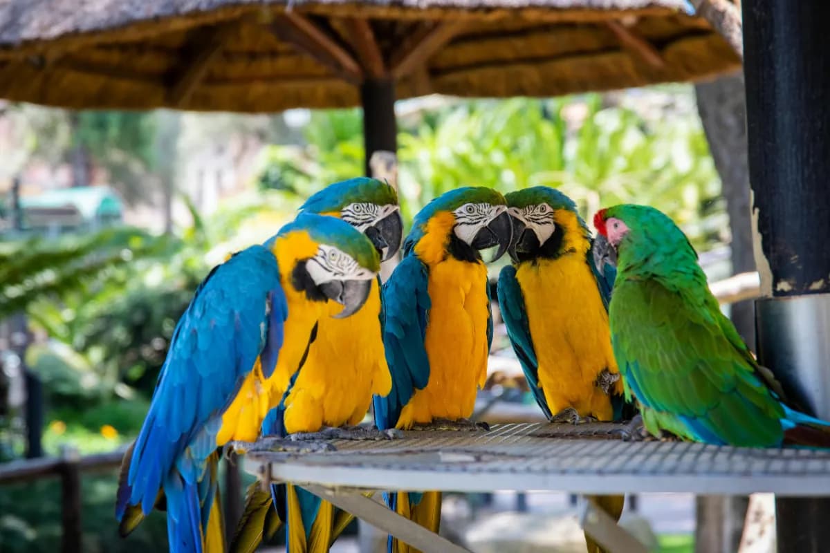 Phuket Bird Park