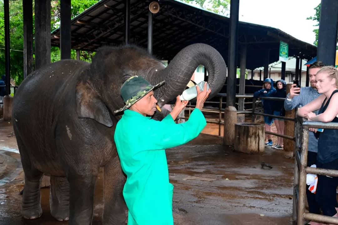 Baby Elephant Care Centre