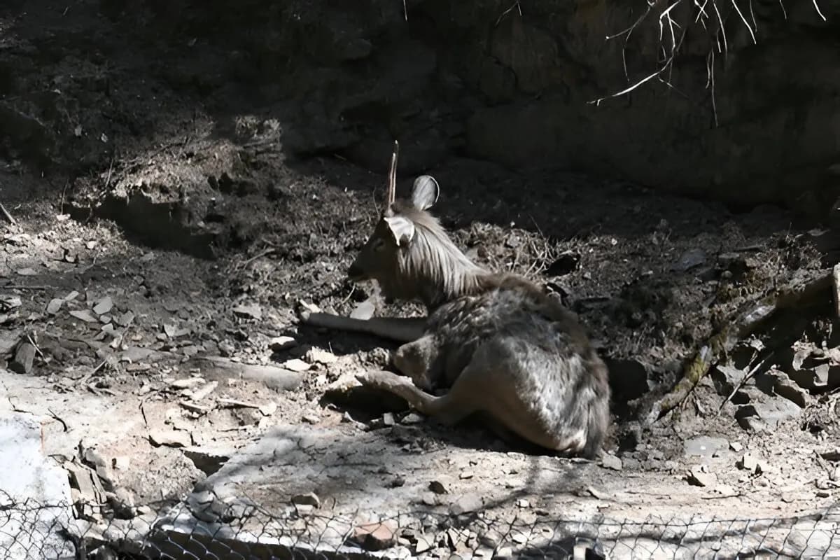 Himalayan Nature Park Kufri Zoo