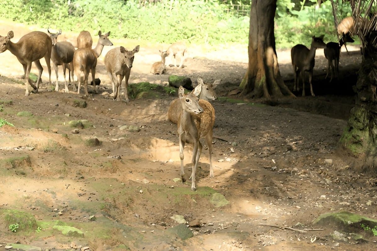 The Amazing Taman Safari Bali