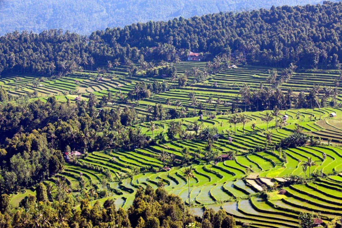 Top Jatiluwih Rice Terraces View