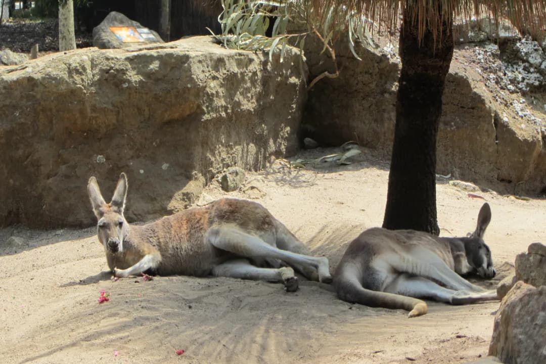Wild Life Sydney Zoo