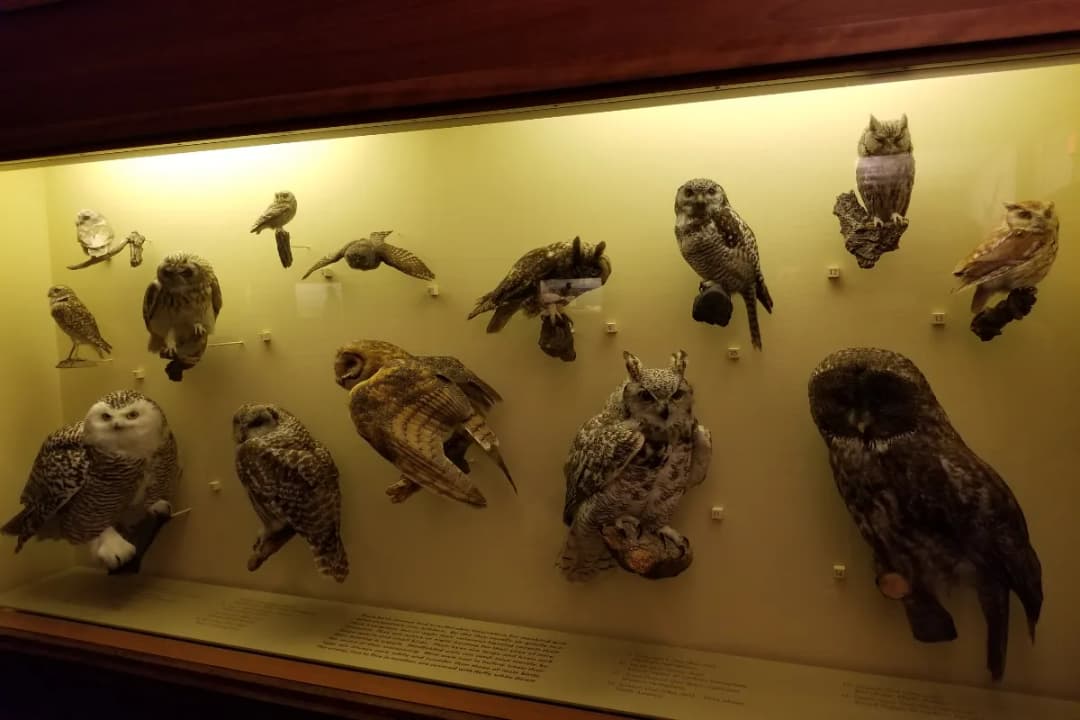 The Owl Museum