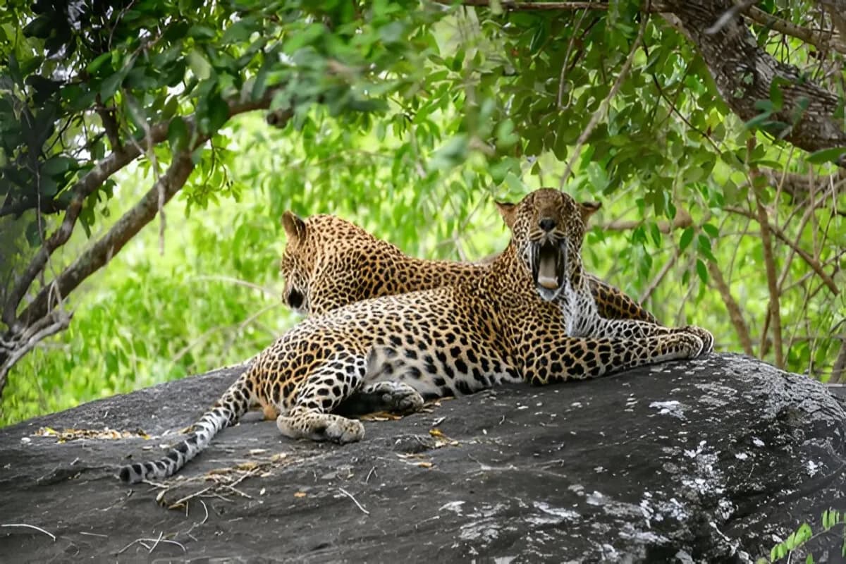 Yala National Park