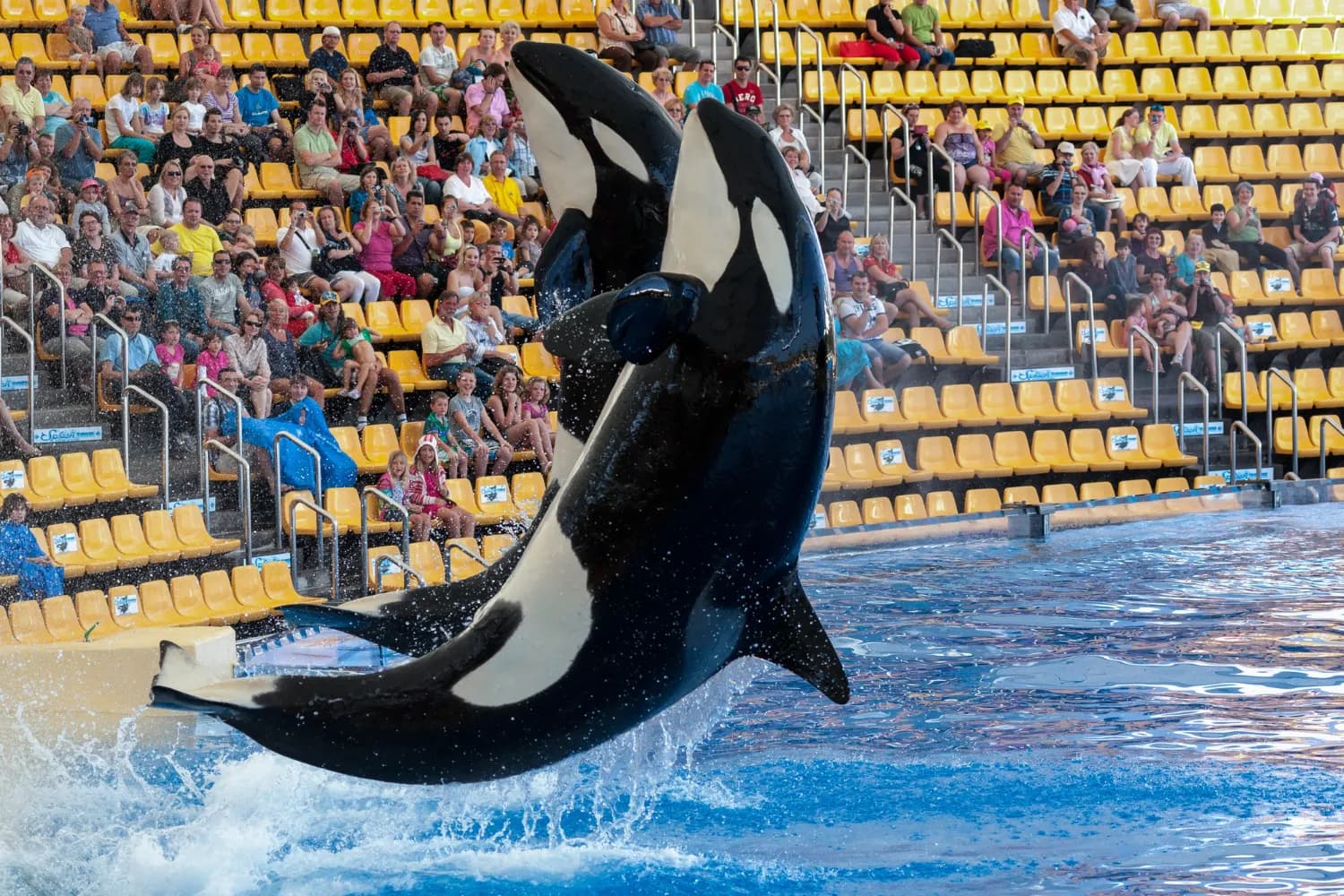 Dolphin Show in Thailand