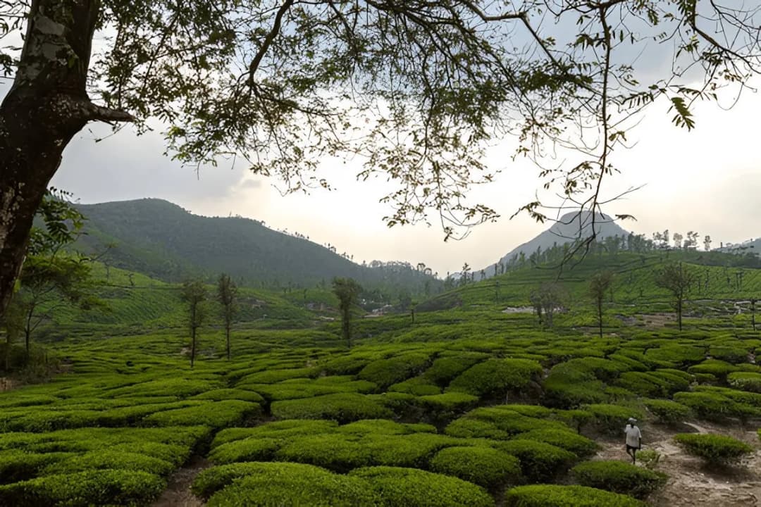 Coffee Processing Tours