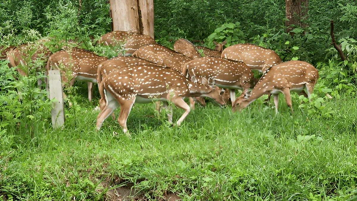  Deer Park