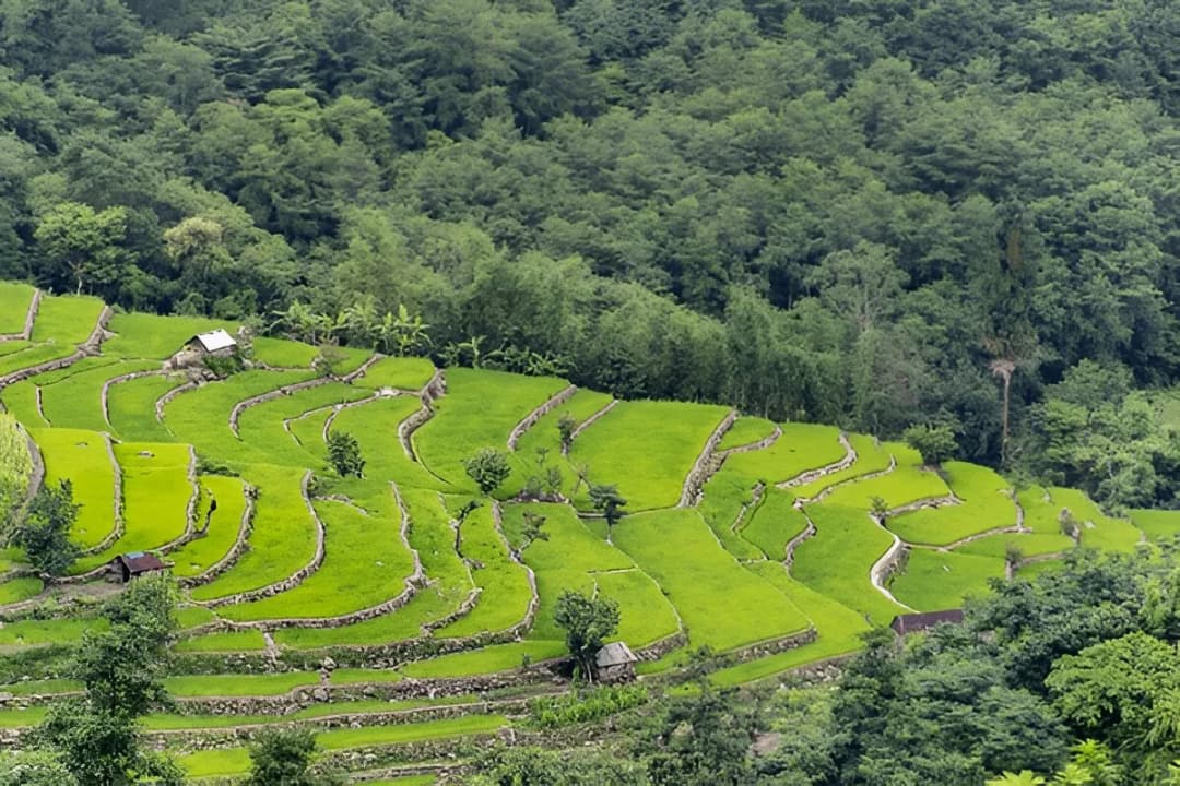 Terraced Paddy Fields