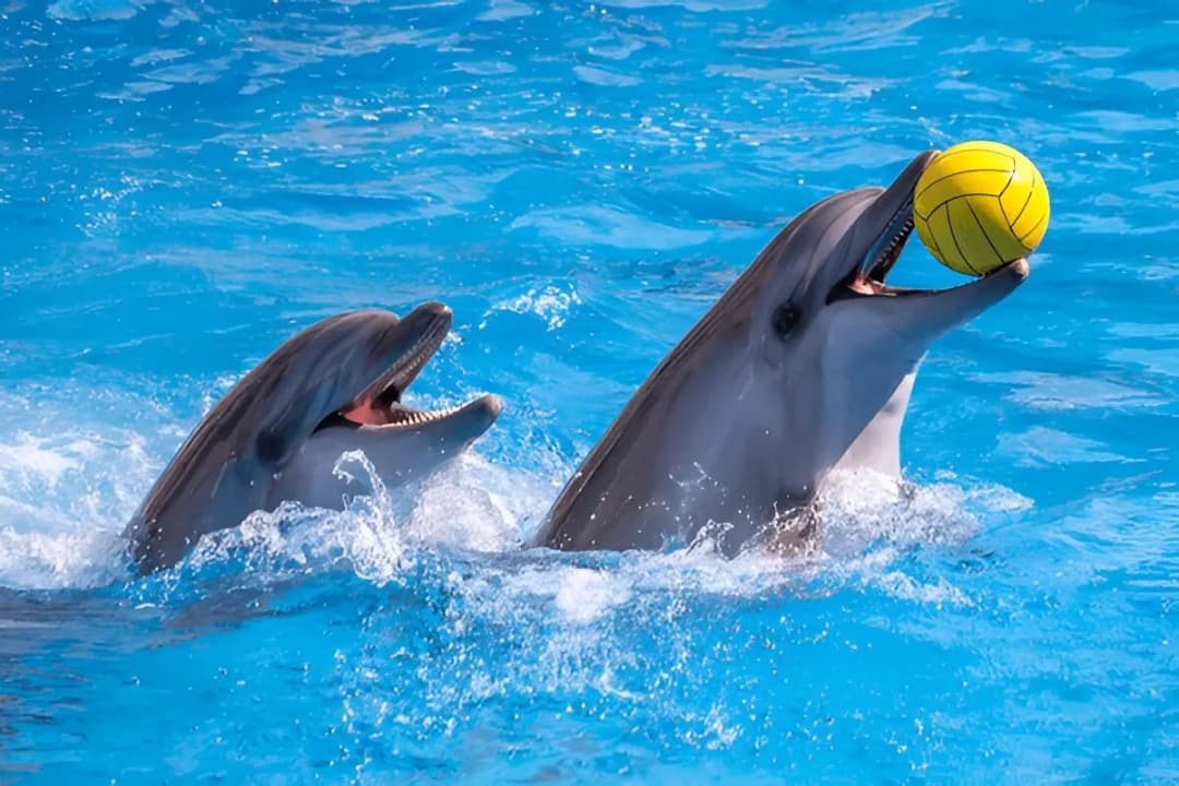 Dolphin Observation Deck