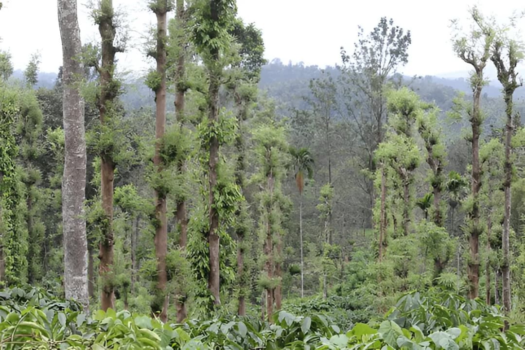 Pepper & Spice Farms