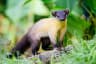 Image of Yellow-Throated Marten