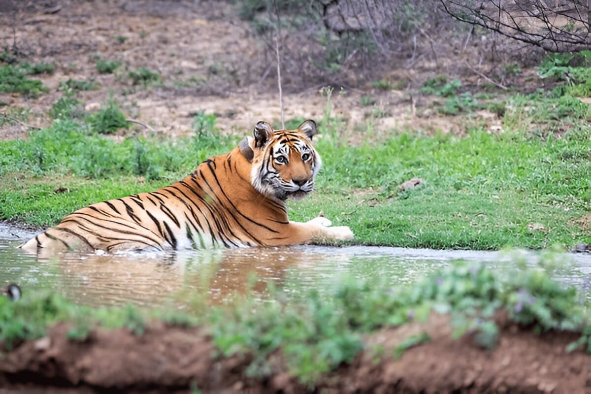 Sariska National Park Excursion from Delhi