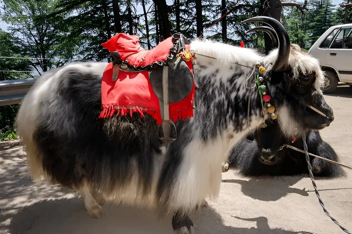 Himalayan Nature Park Kufri Zoo