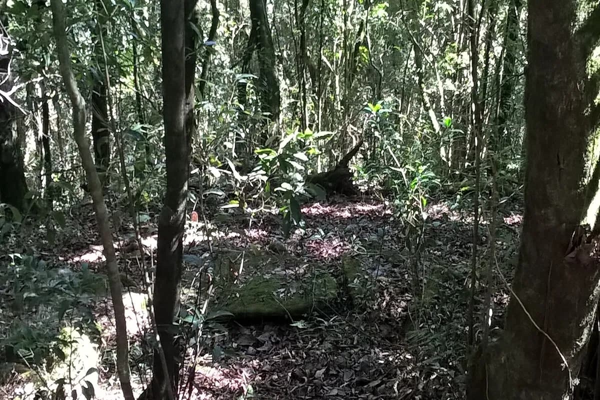 Ancient trees in Mawphlang Forest