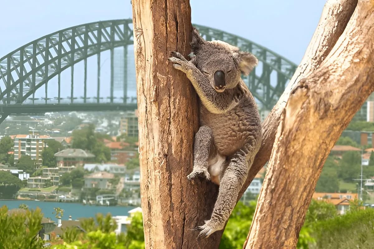 lone pine koala sanctuary