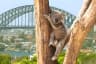 lone pine koala sanctuary