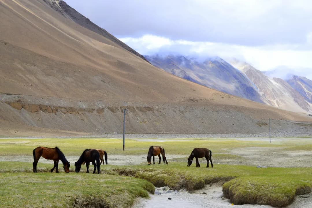 Changthang Wildlife Sanctuary