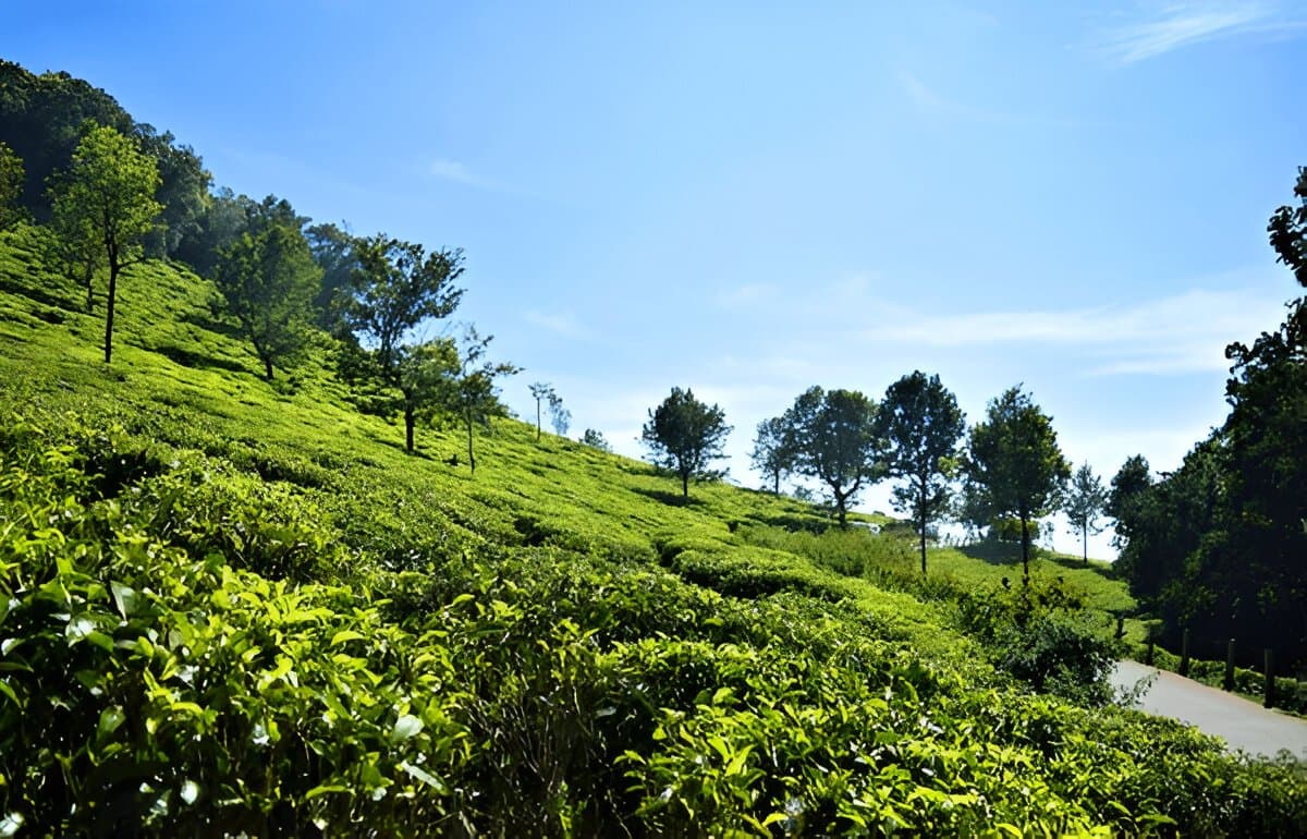 tea gardens
