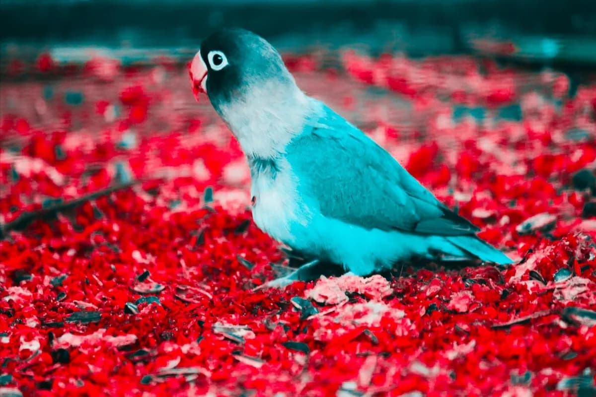 Phuket Bird Park