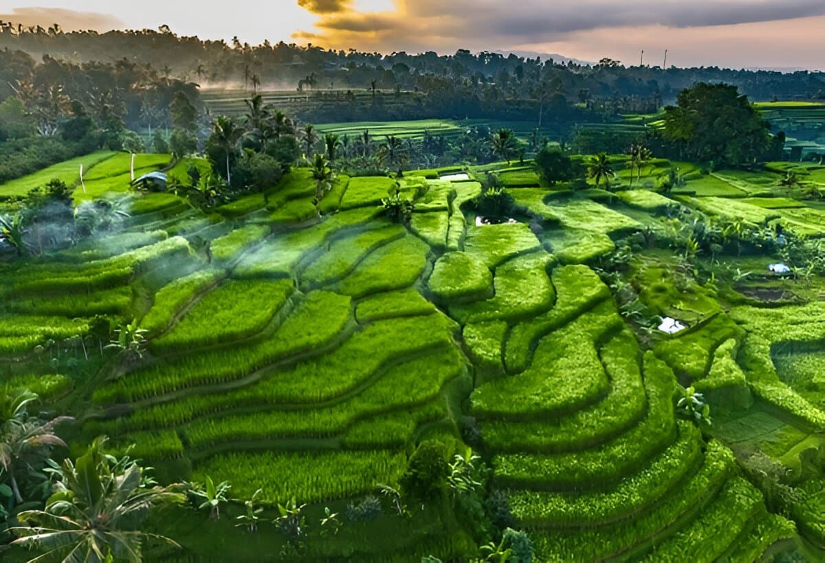 Jatiluwih Rice Terraces