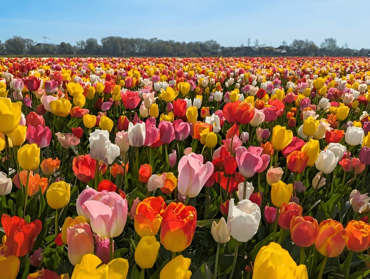 Keukenhof Tulip gardens