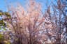 Cherry Blossom Trees