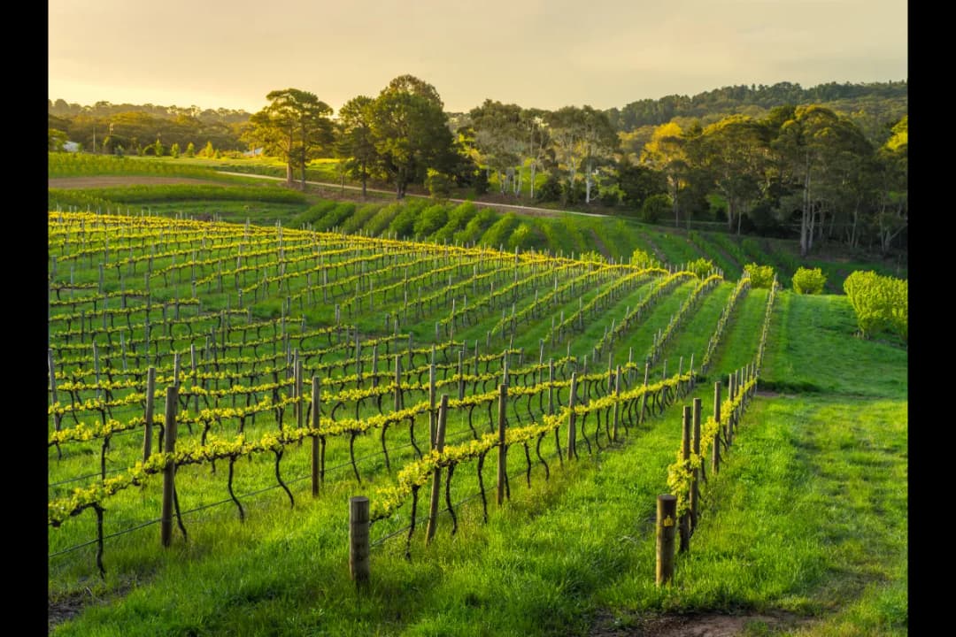 Adelaide Hills wine region