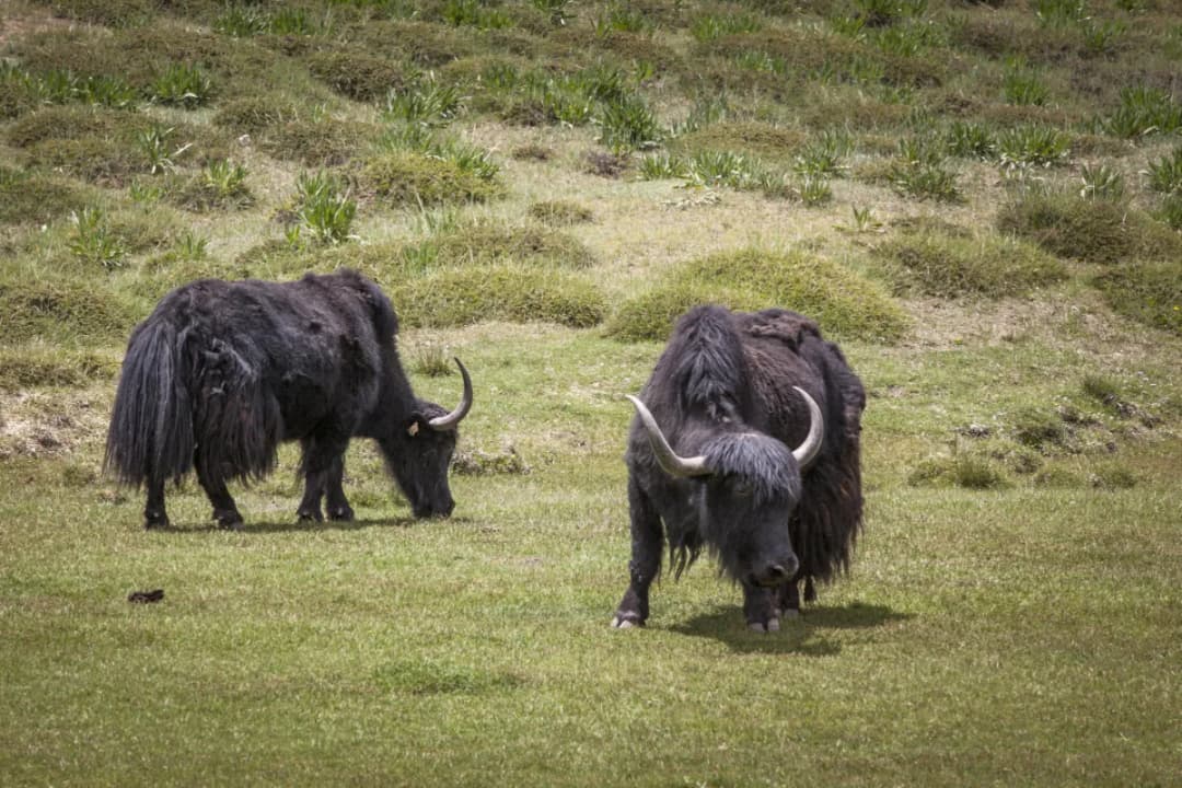 Wildlife Spotting