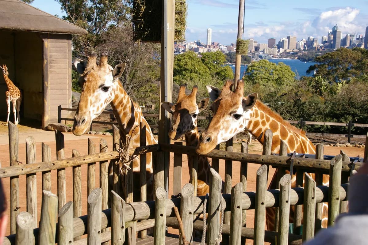 Taronga Zoo