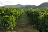 Coffee Plantation field