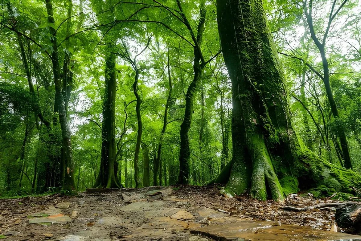 Mawphlang Sacred Forest