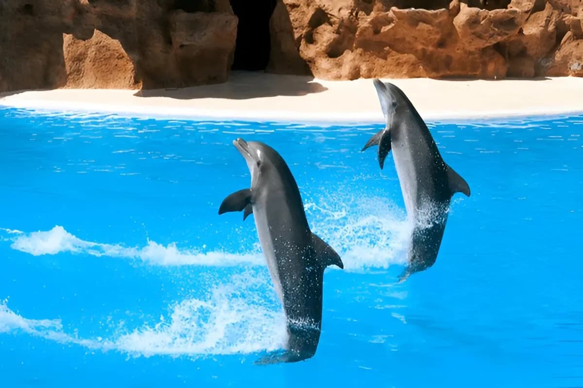 Marine Mammal Habitat