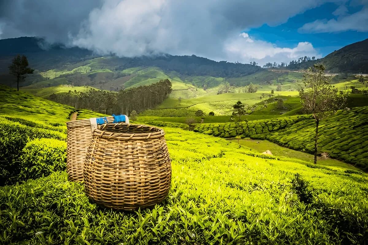 Munnar Tea Gardens