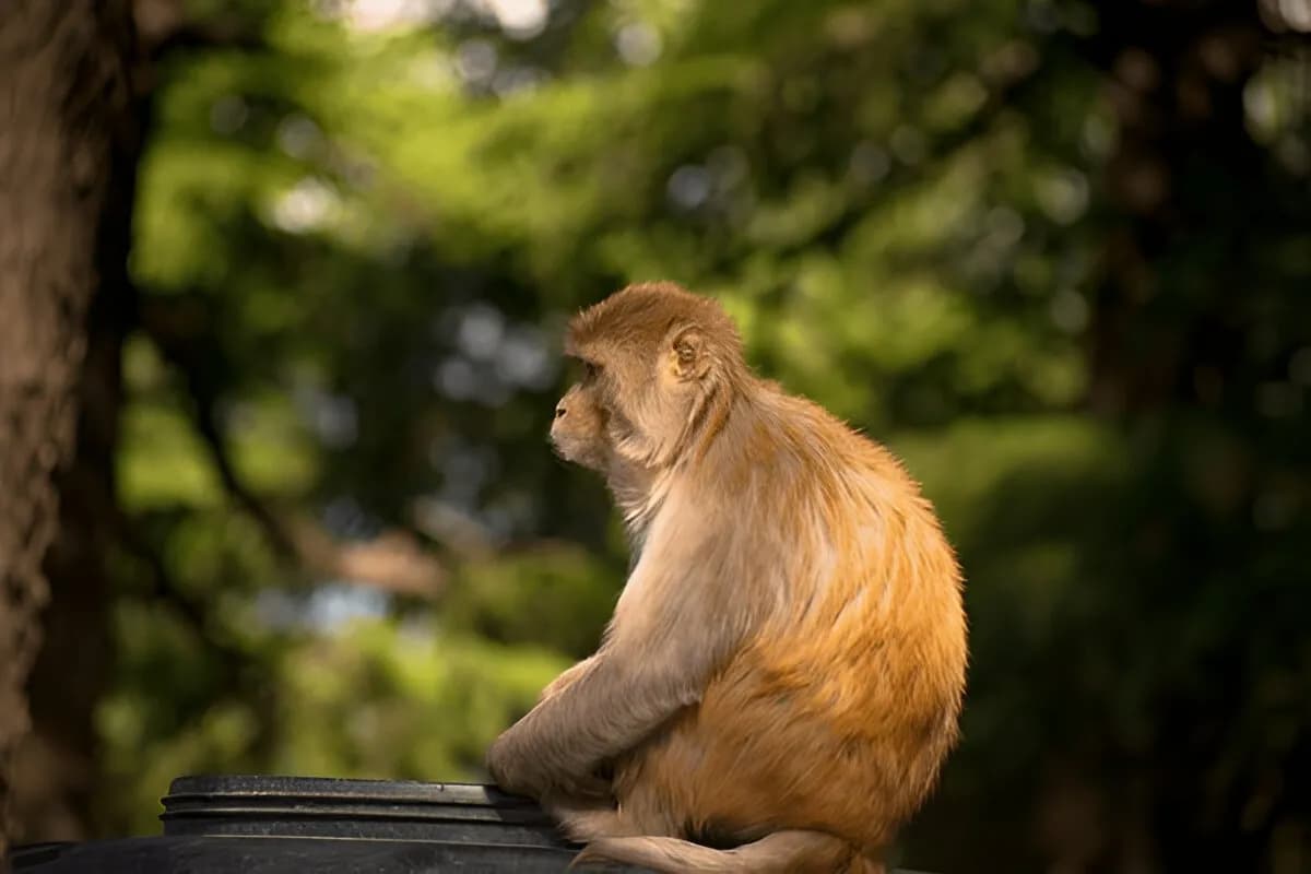 Manali Wildlife Sanctuary