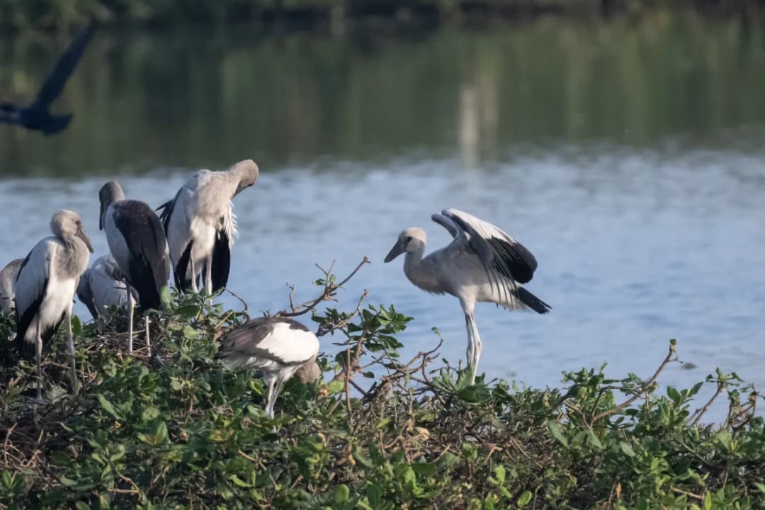 Siju Bird Sanctuary